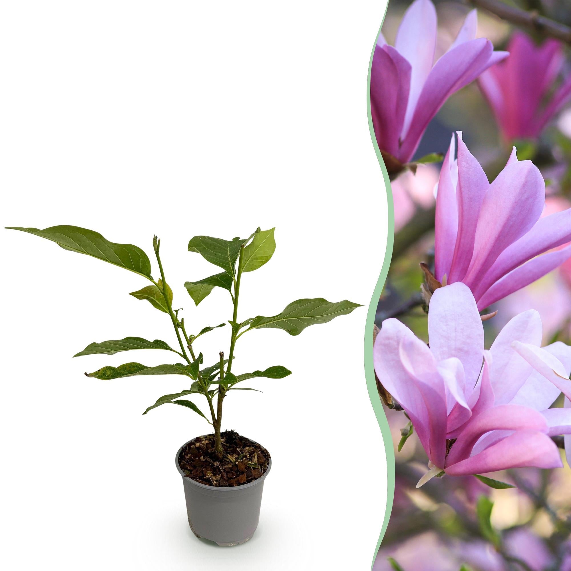 green-guardia-magnolia-betty-bl-tenstrauch-rosa-12cm-topf-30cm image 1