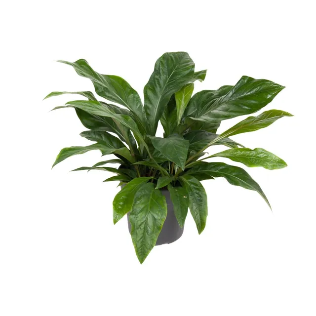 green-guardia-anthurium-jungle-bush-flamingoblume-30-cm-topf image 1