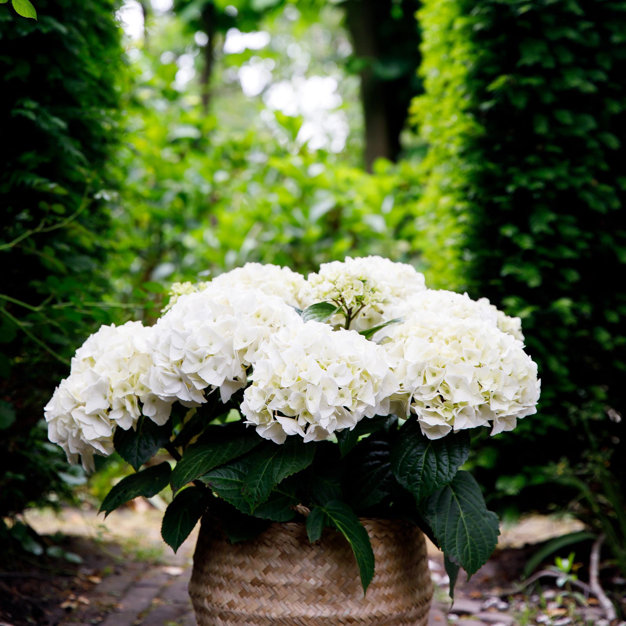green-guardia-unsere-pflanzen-hortensie-forever-ever-wei-1-pflanze image 4