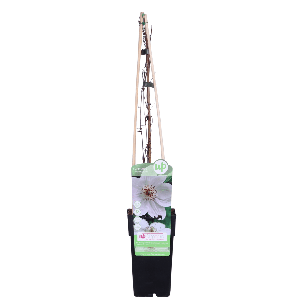 green-guardia-unsere-pflanzen-clematis-miss-bateman-kletterpflanze-wei-15-cm image 4