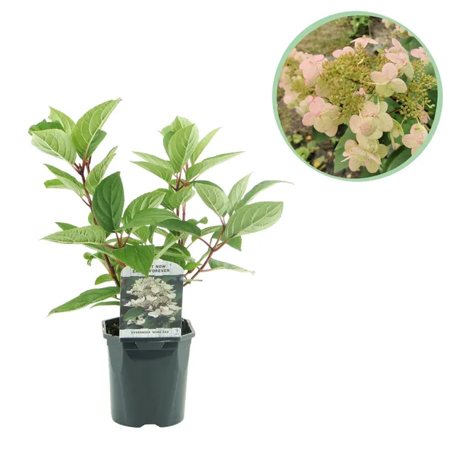 green-guardia-unsere-pflanzen-rispenhortensie-wims-red-17cm-1x image 1