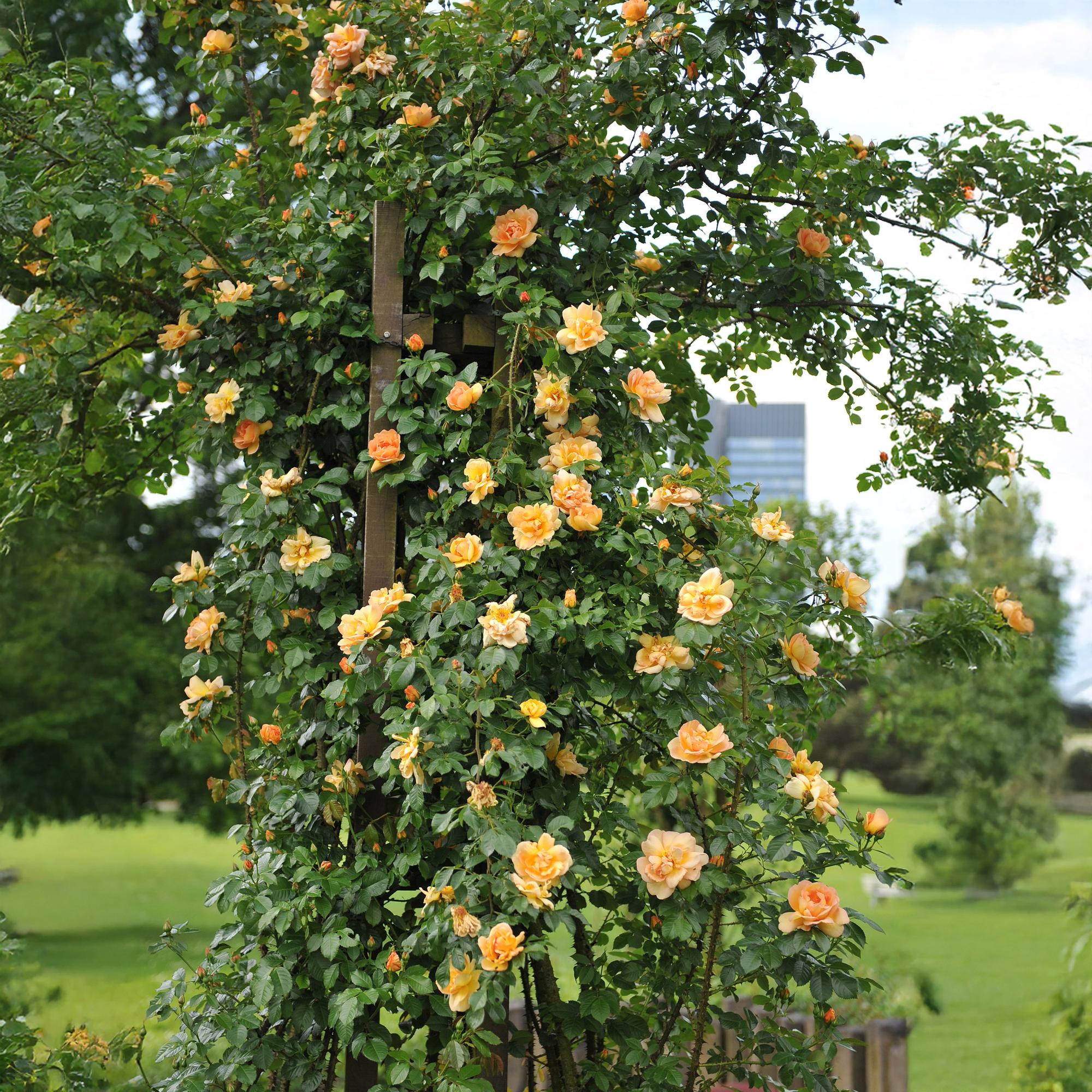 green-guardia-unsere-pflanzen-rosa-orange-climber-kletterrose-2x40cm image 5
