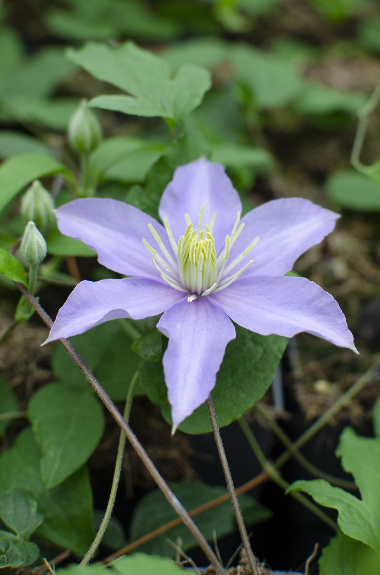 green-guardia-unsere-pflanzen-clematis-justa-kletterpflanze-65-cm image 2