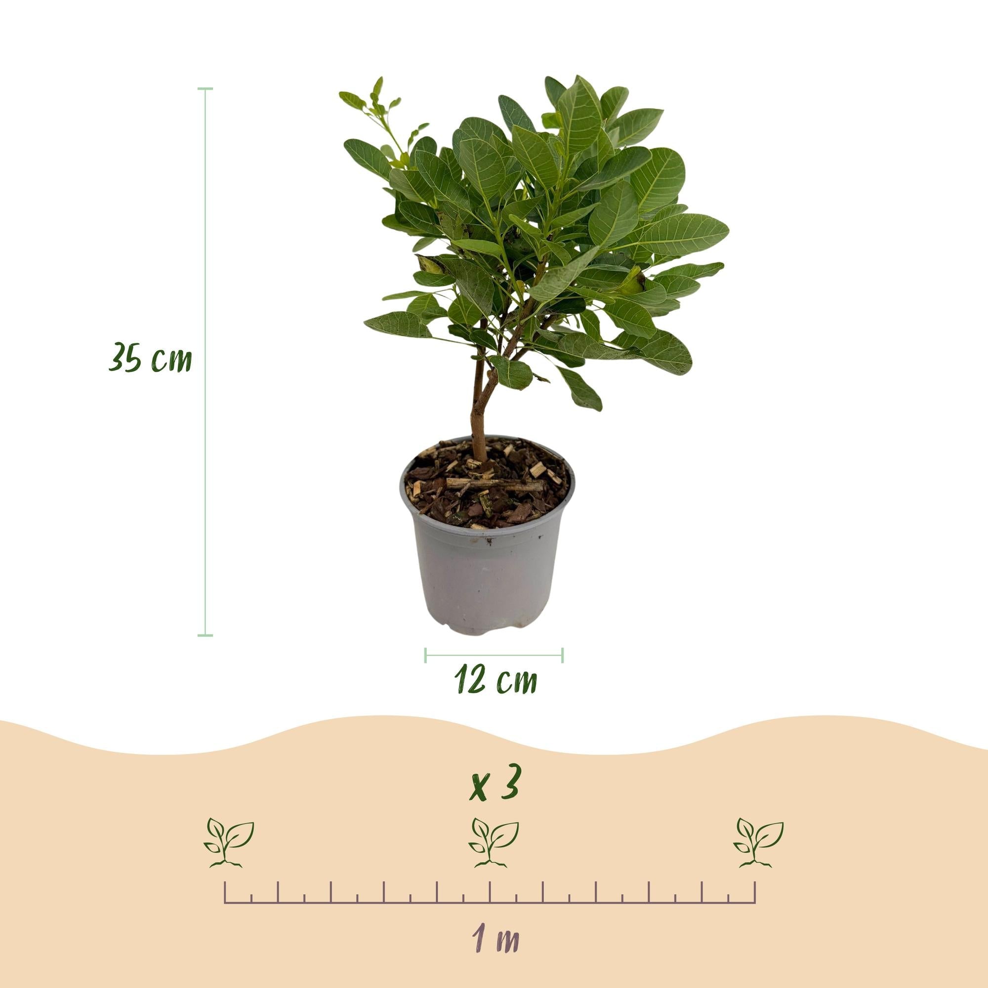 green-guardia-unsere-pflanzen-cotinus-young-lady-zierstrauch-12cm-35cm image 2