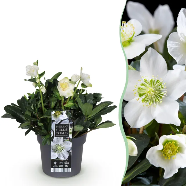 green-guardia-helleborus-christmas-carol-christrose-14cm image 1