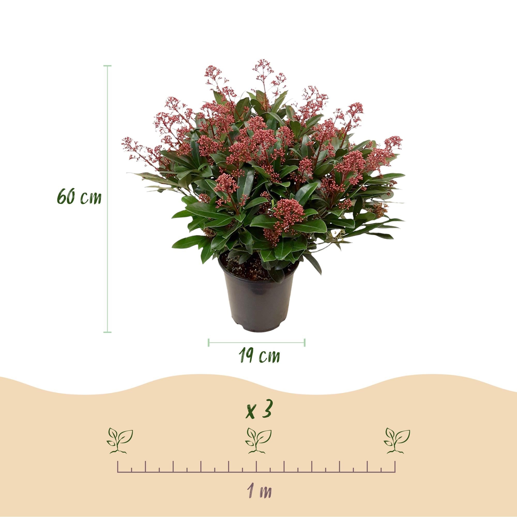green-guardia-skimmia-rubella-rote-bl-ten-3-pflanzen image 4