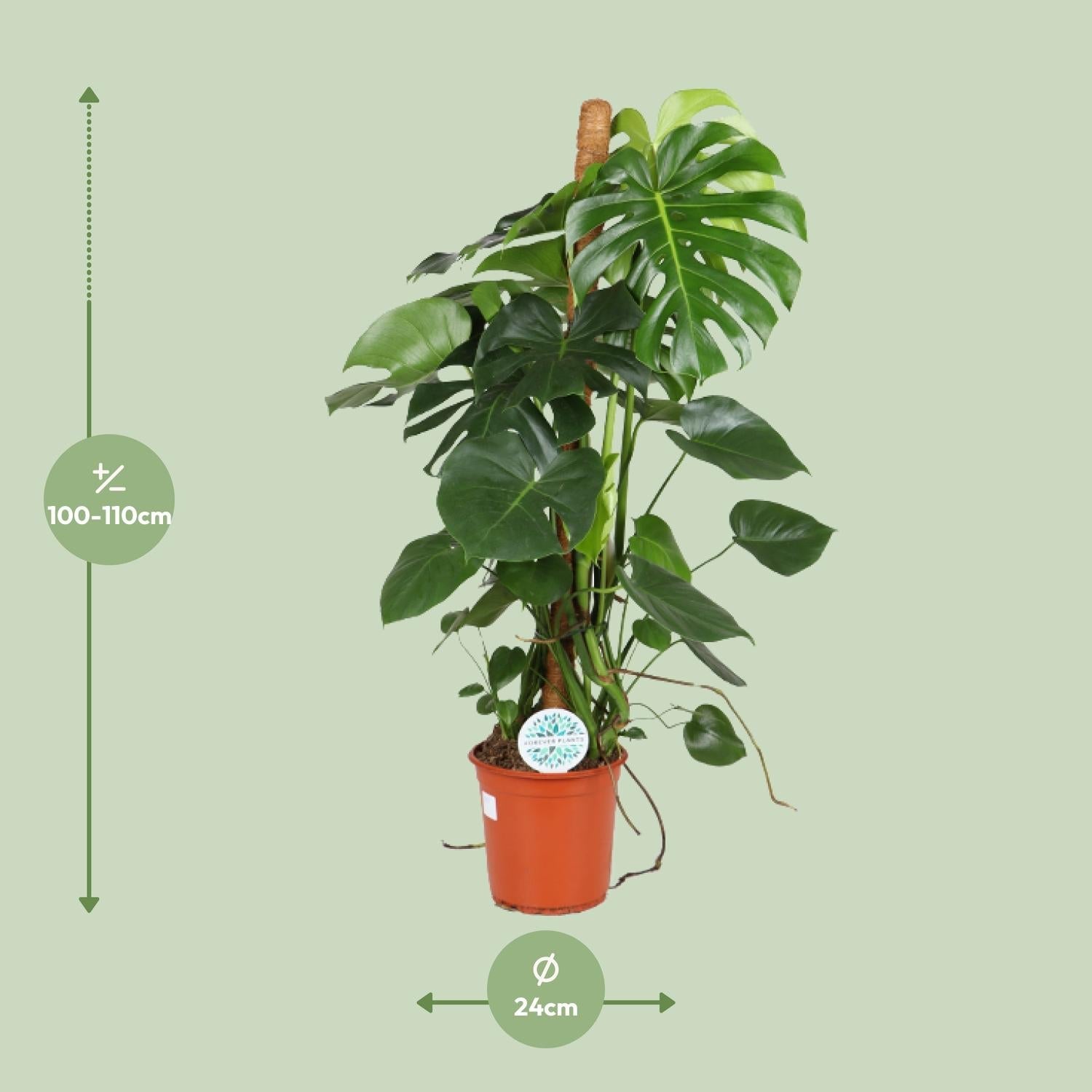 green-guardia-monstera-deliciosa-fensterblatt-105-cm-pflanze image 6