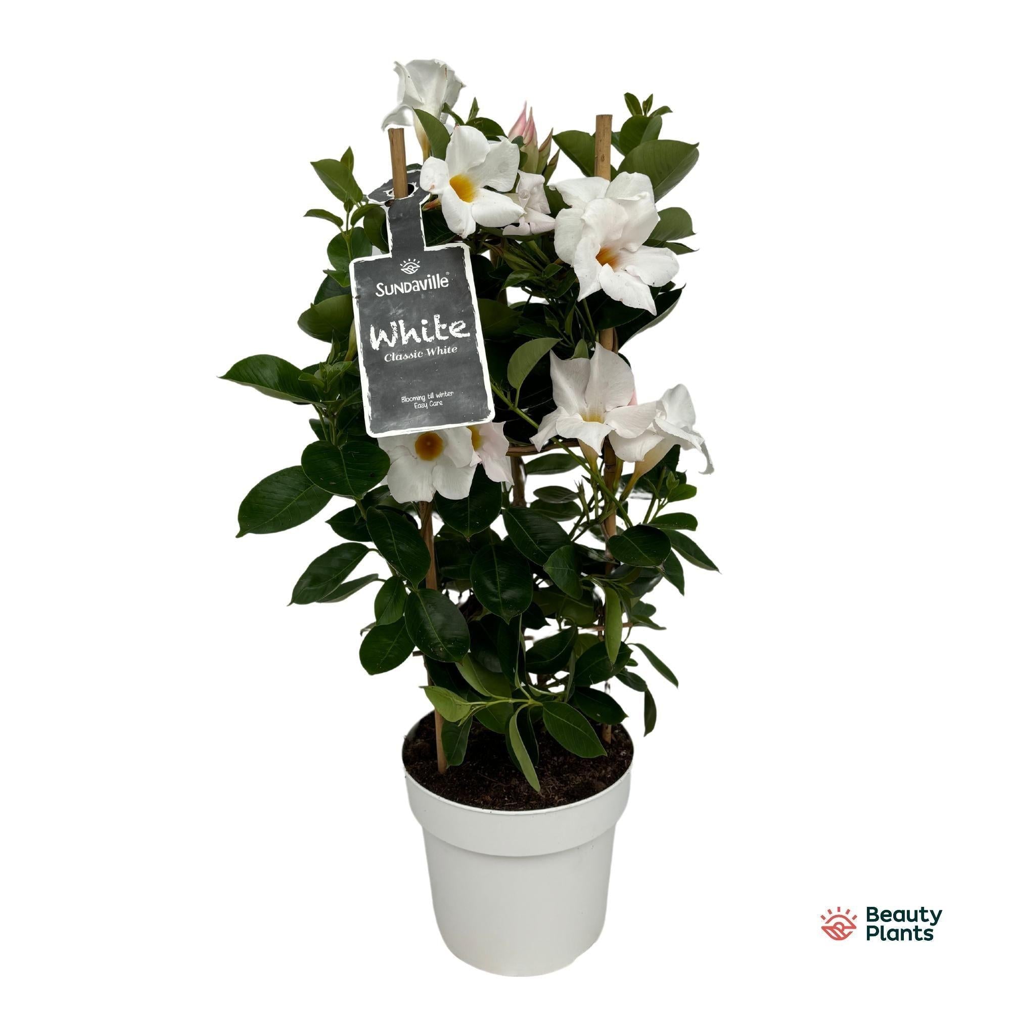 green-guardia-dipladenia-sundaville-white-wei-55-95-cm image 2