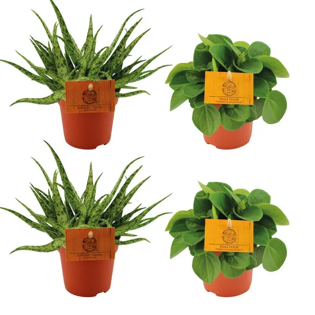 green-guardia-unsere-pflanzen-aloe-spider-peperomia-zimmerpflanzen-4er image 1