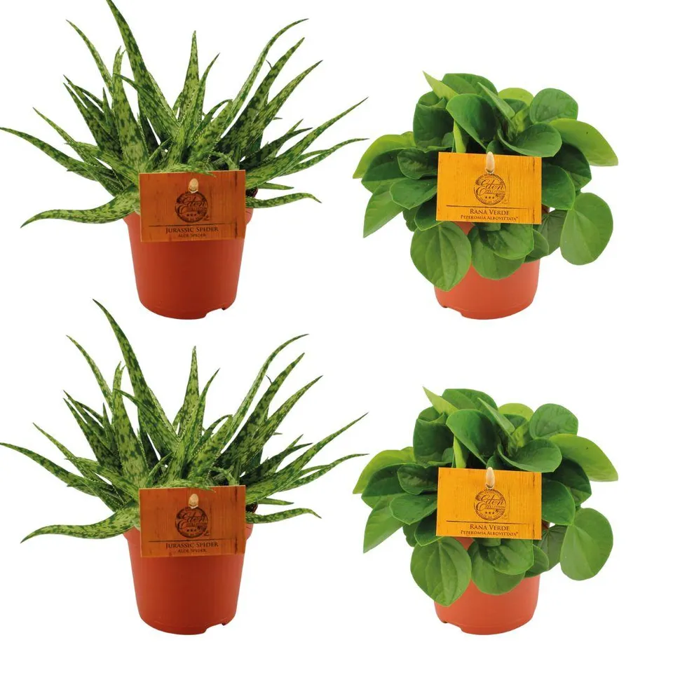 green-guardia-unsere-pflanzen-aloe-spider-peperomia-zimmerpflanzen-4er image 1