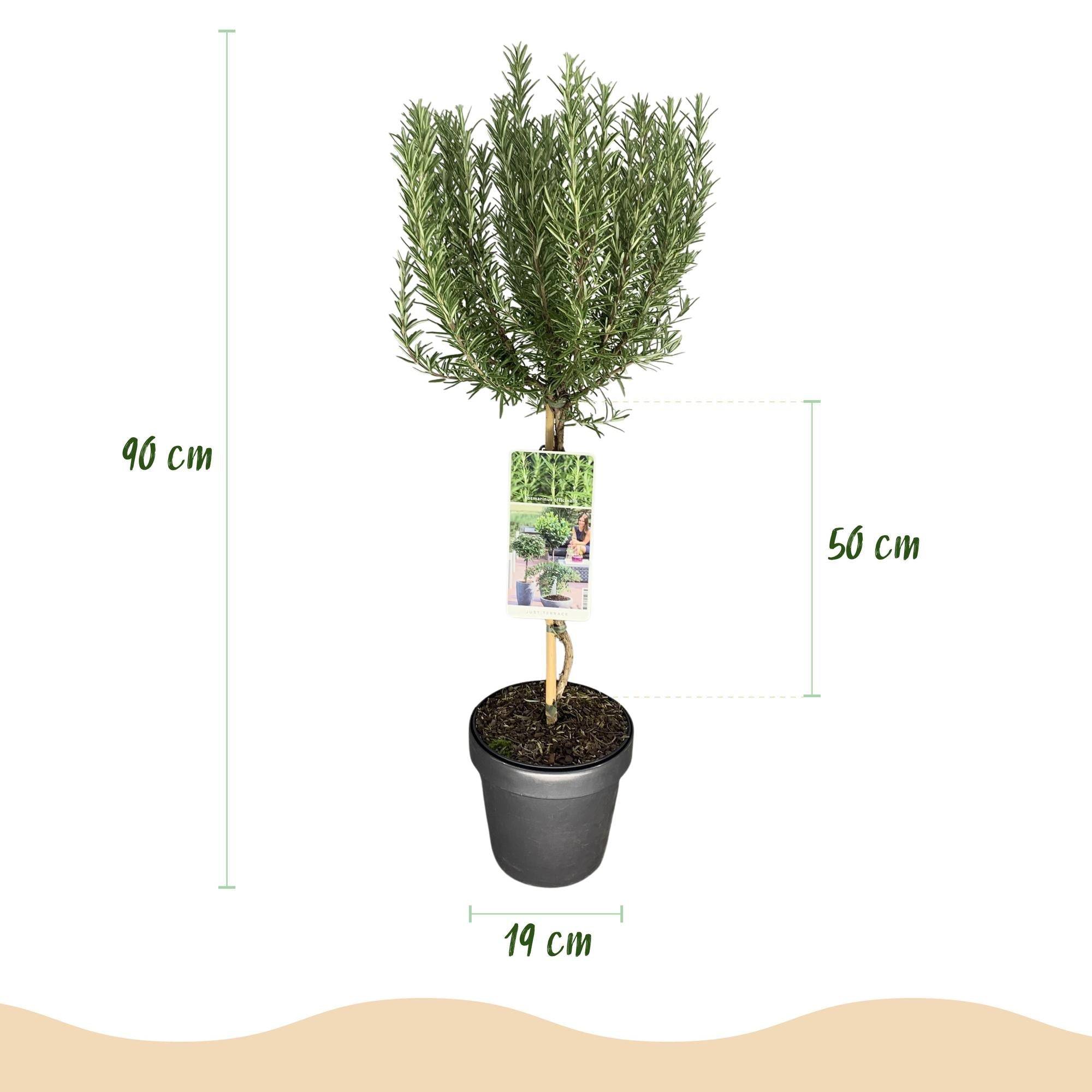 green-guardia-unsere-pflanzen-rosmarinus-rosmarin-stamm-90cm-19cm image 2