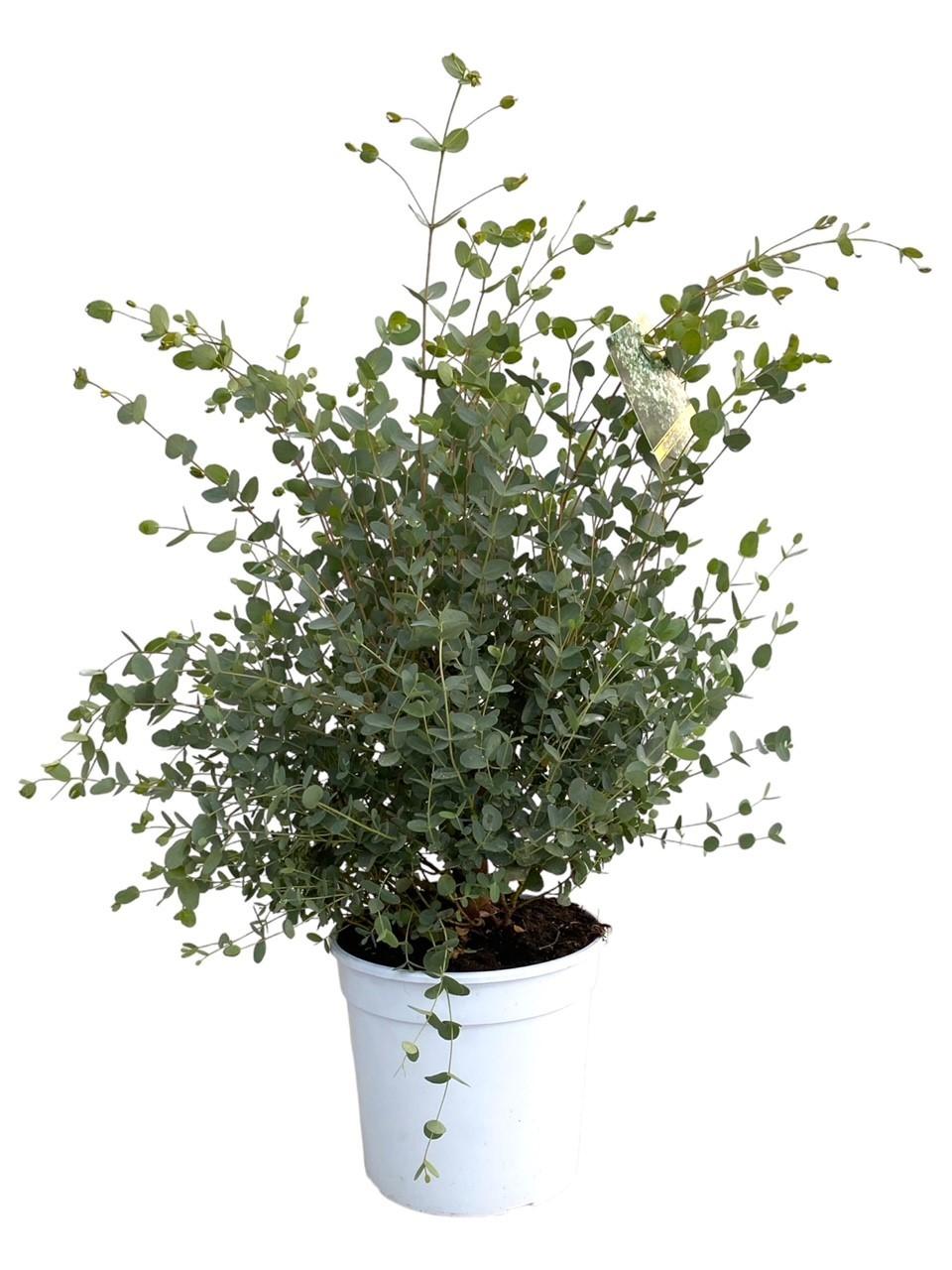 green-guardia-unsere-pflanzen-eukalyptus-gunnii-duftpflanze-35-cm image 1