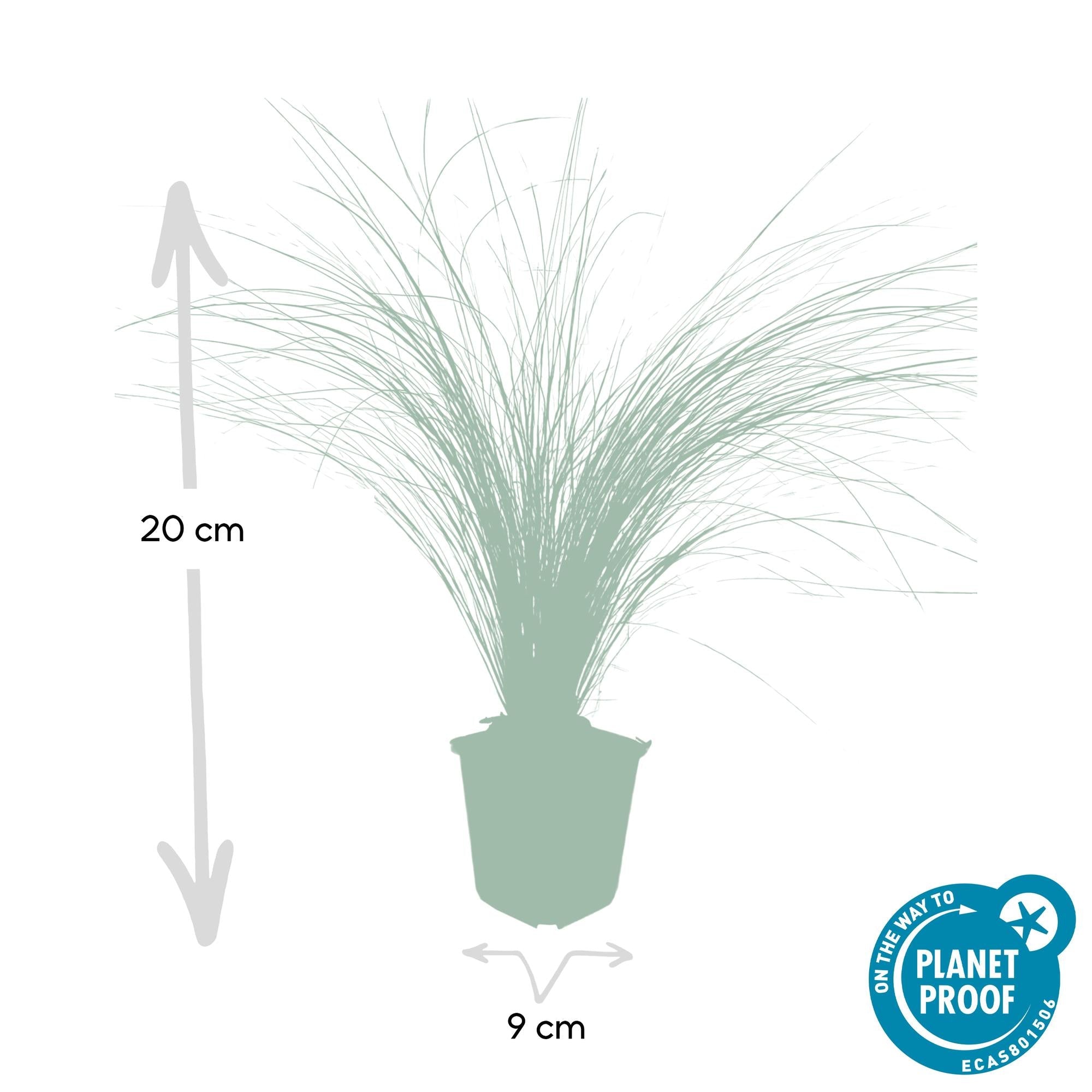 green-guardia-unsere-pflanzen-stipa-federgras-ponytails-9cm-topf image 2