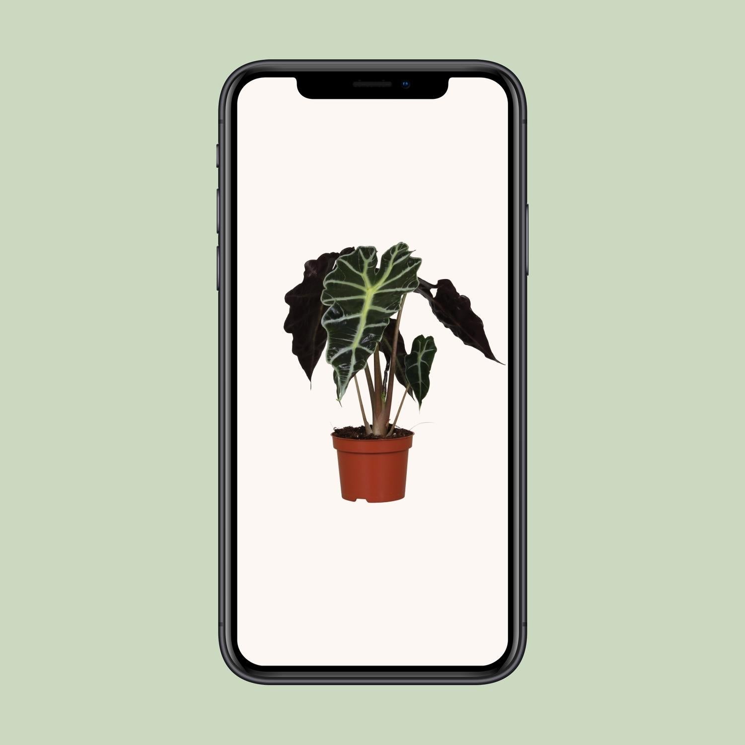 green-guardia-unsere-pflanzen-alocasia-polly-elefantenohr-12cm-topf image 4