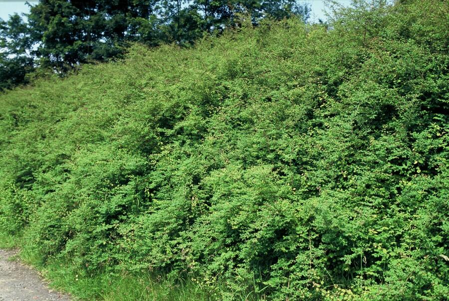 green-guardia-unsere-pflanzen-symphoricarpos-hancock-bodendecker-9cm image 6