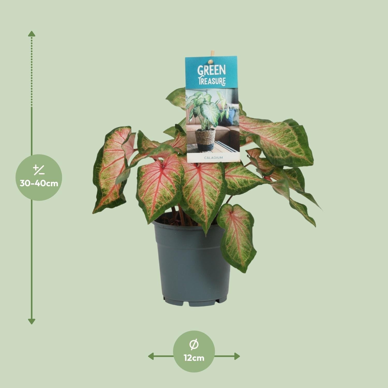 green-guardia-unsere-pflanzen-caladium-zimmerpflanze-sweetheart-12cm-bunt image 5