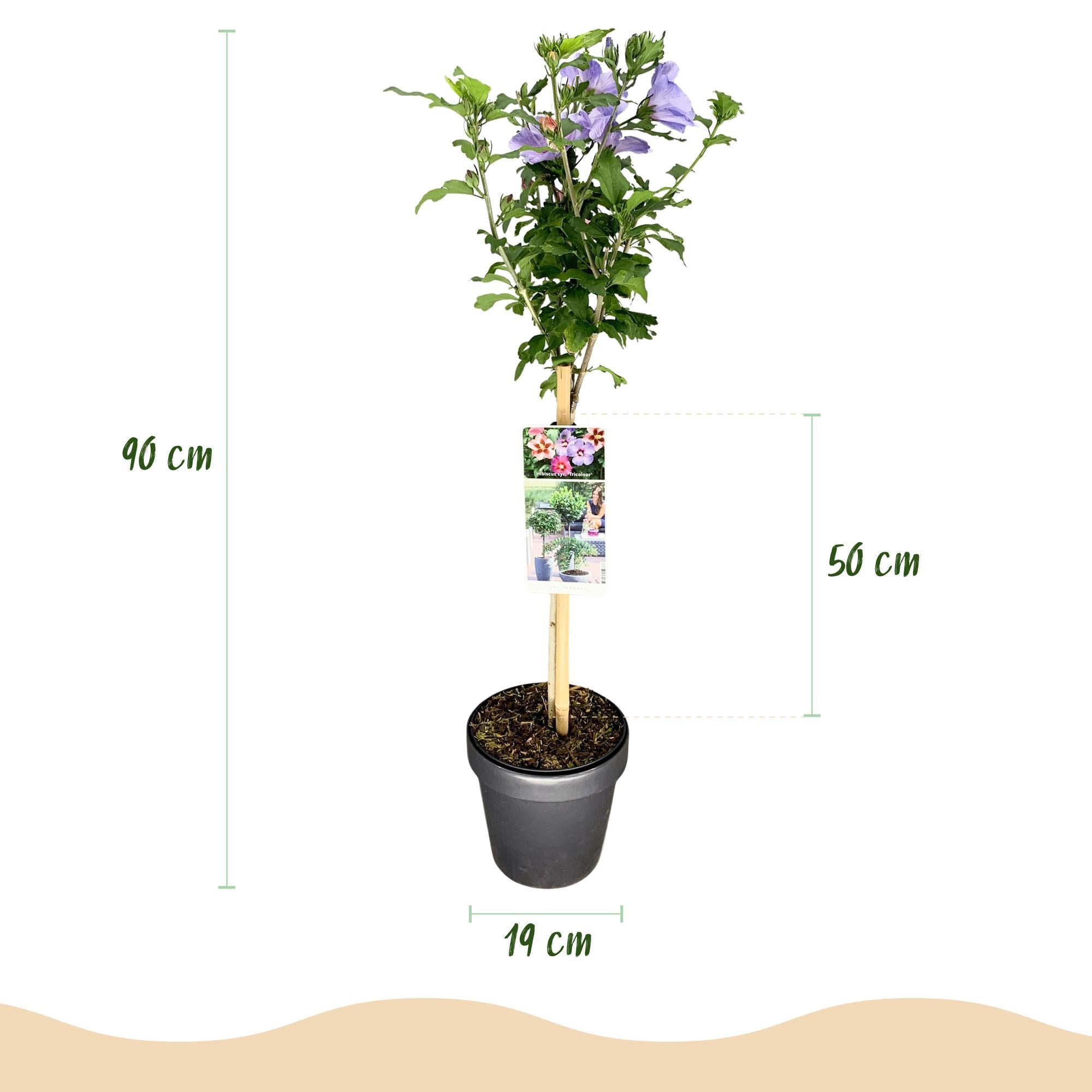 green-guardia-hibiscus-tricolour-st-mmchen-90-cm-winterhart image 2