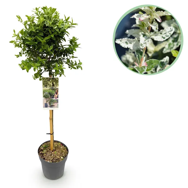 green-guardia-harlequin-euonymus-fortunei-st-mmchen-90-cm-im-19-cm-topf image 1