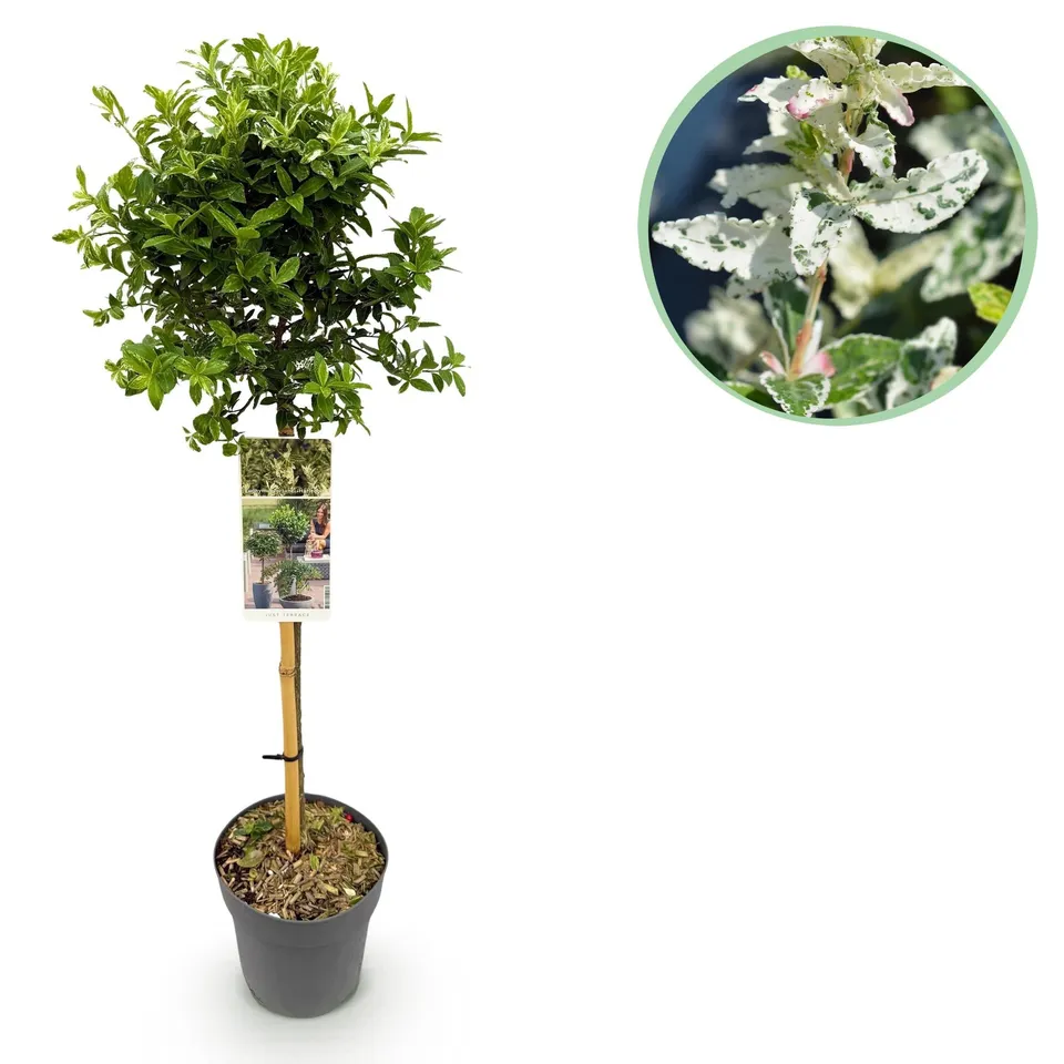 green-guardia-harlequin-euonymus-fortunei-st-mmchen-90-cm-im-19-cm-topf image 1