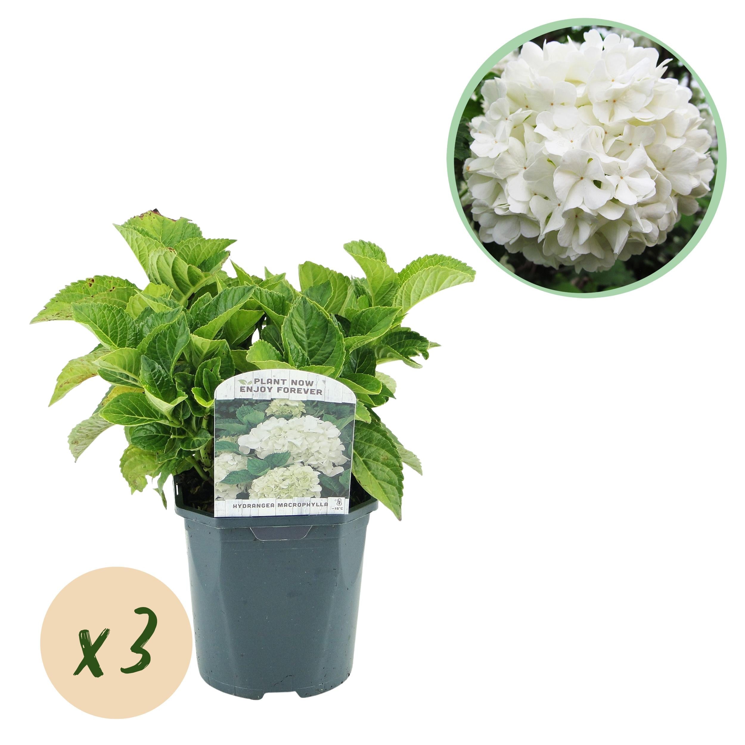 green-guardia-hydrangea-hortensie-3-pflanzen-blau-30-cm image 3