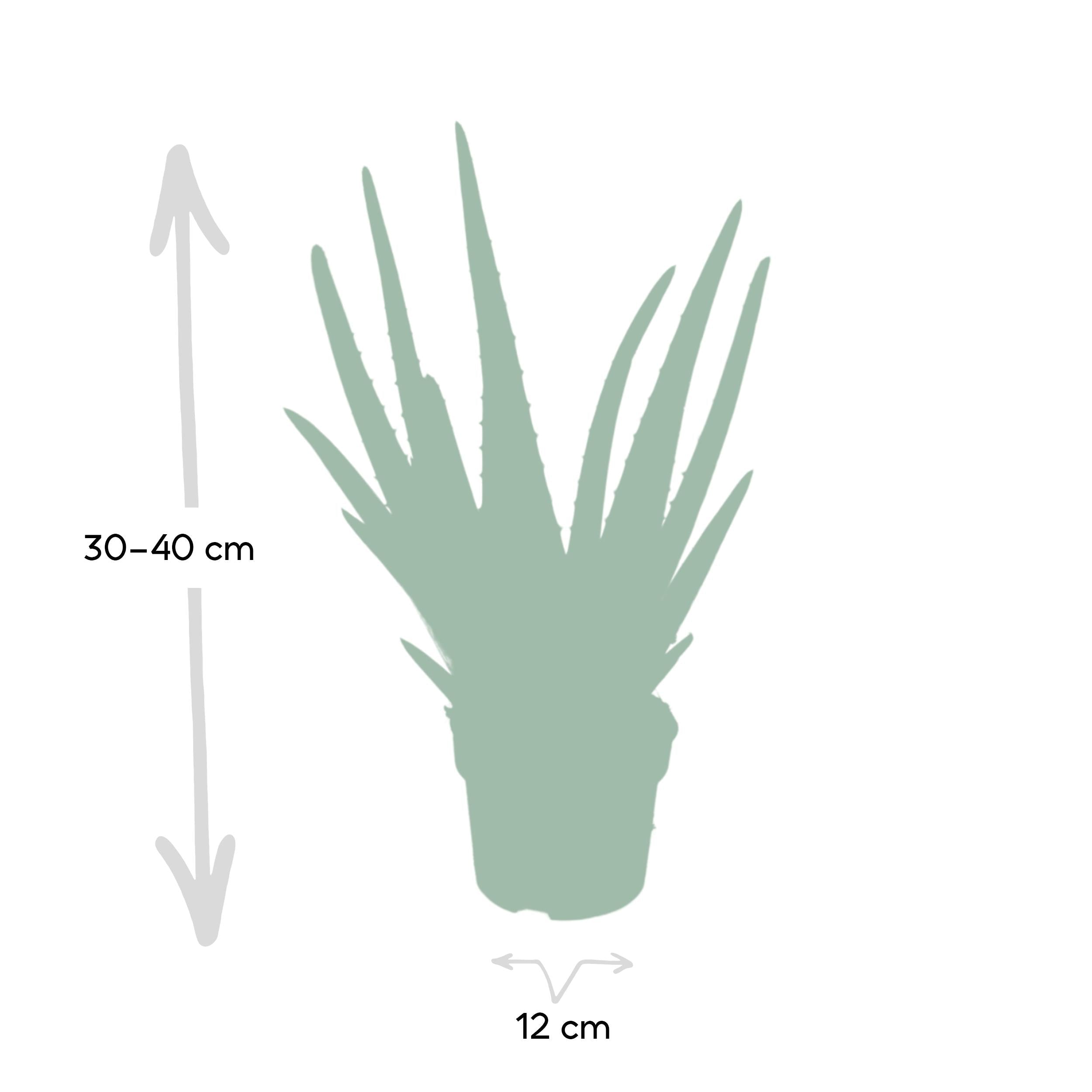 green-guardia-echte-aloe-vera-sukkulente-40-cm-pflegeleicht-sonnig image 2