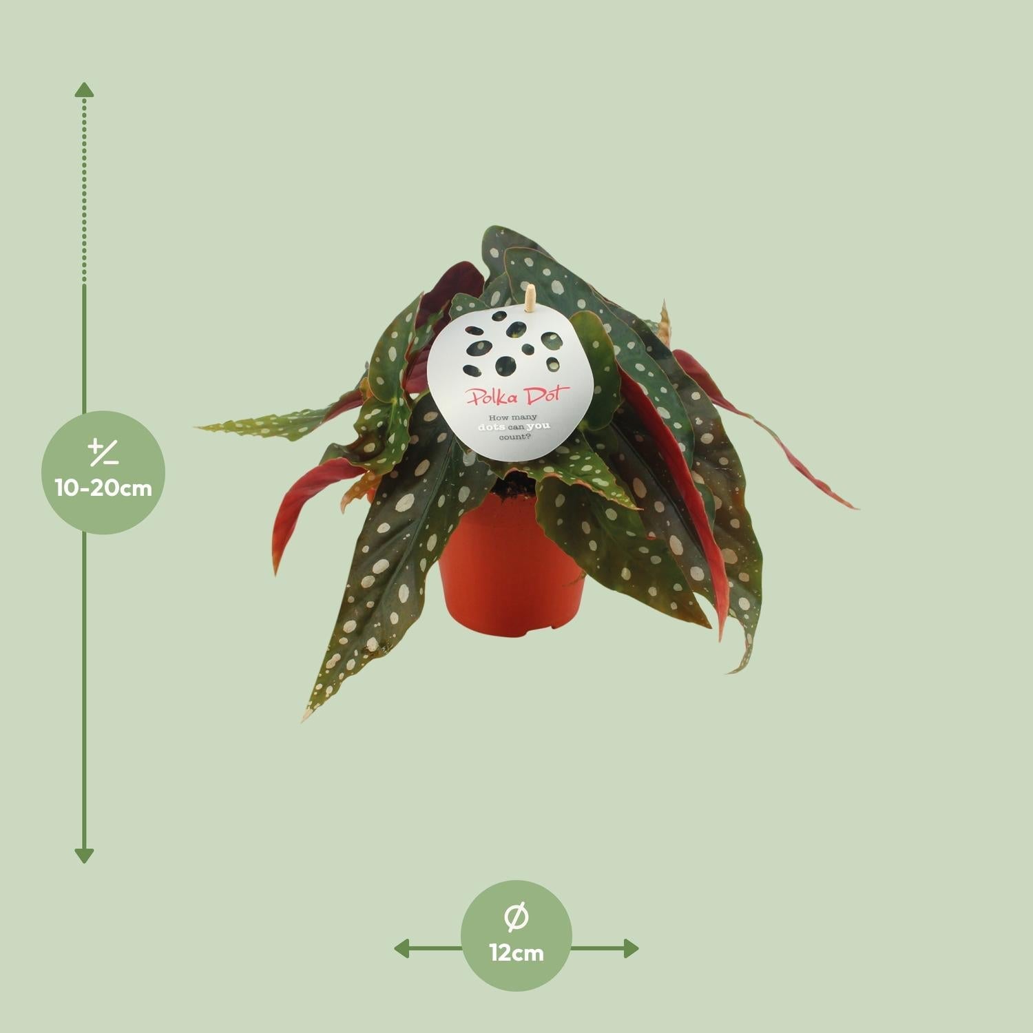 green-guardia-forellenbegonie-begonia-maculata-pflanze-12cm-topf image 2