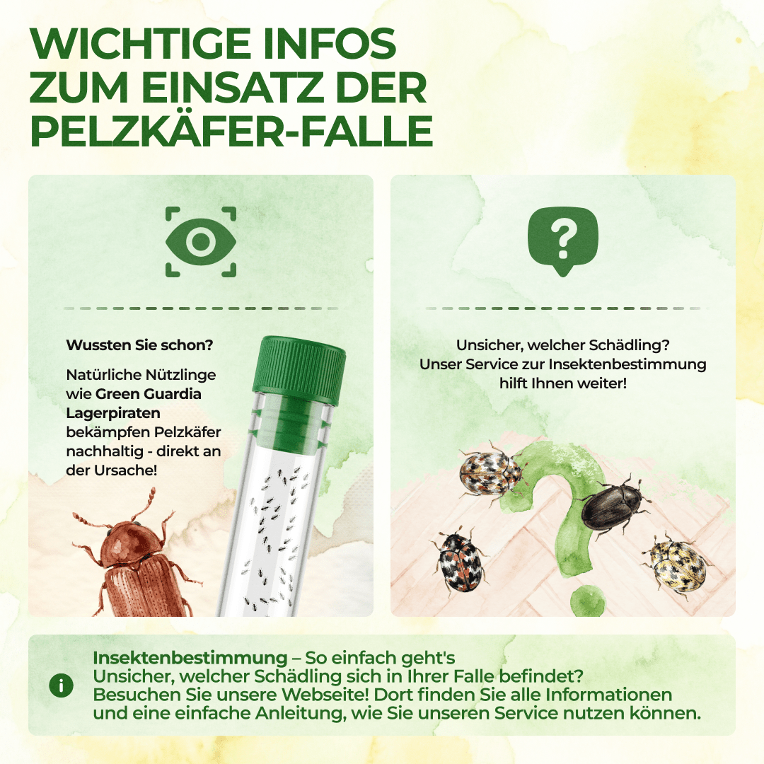 green-guardia-pelzk-fer-falle-klebefalle-3er-giftfrei-mit-lockstoff image 5