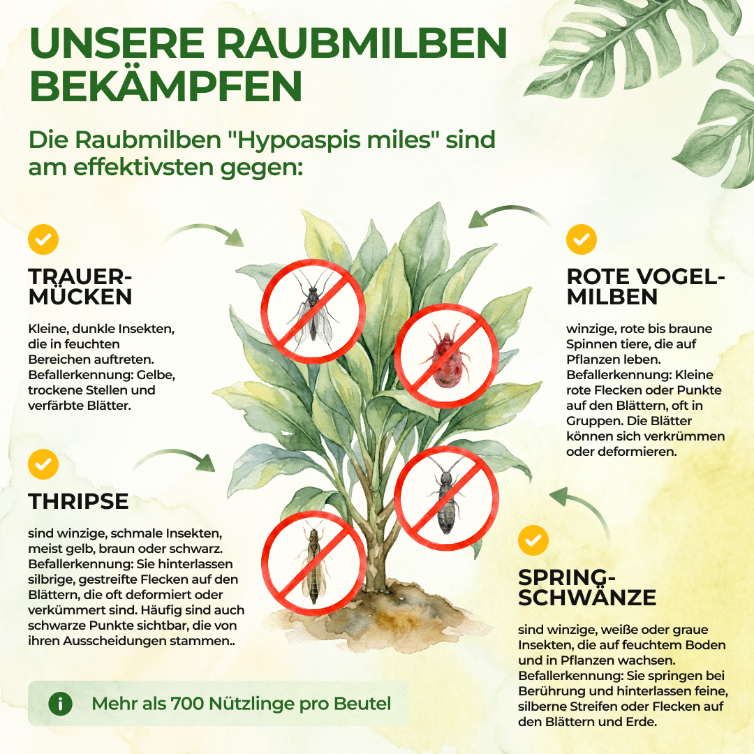 green-guardia-raubmilben-mix-streuware-1x-t-te-10m-trauerm-cken image 2