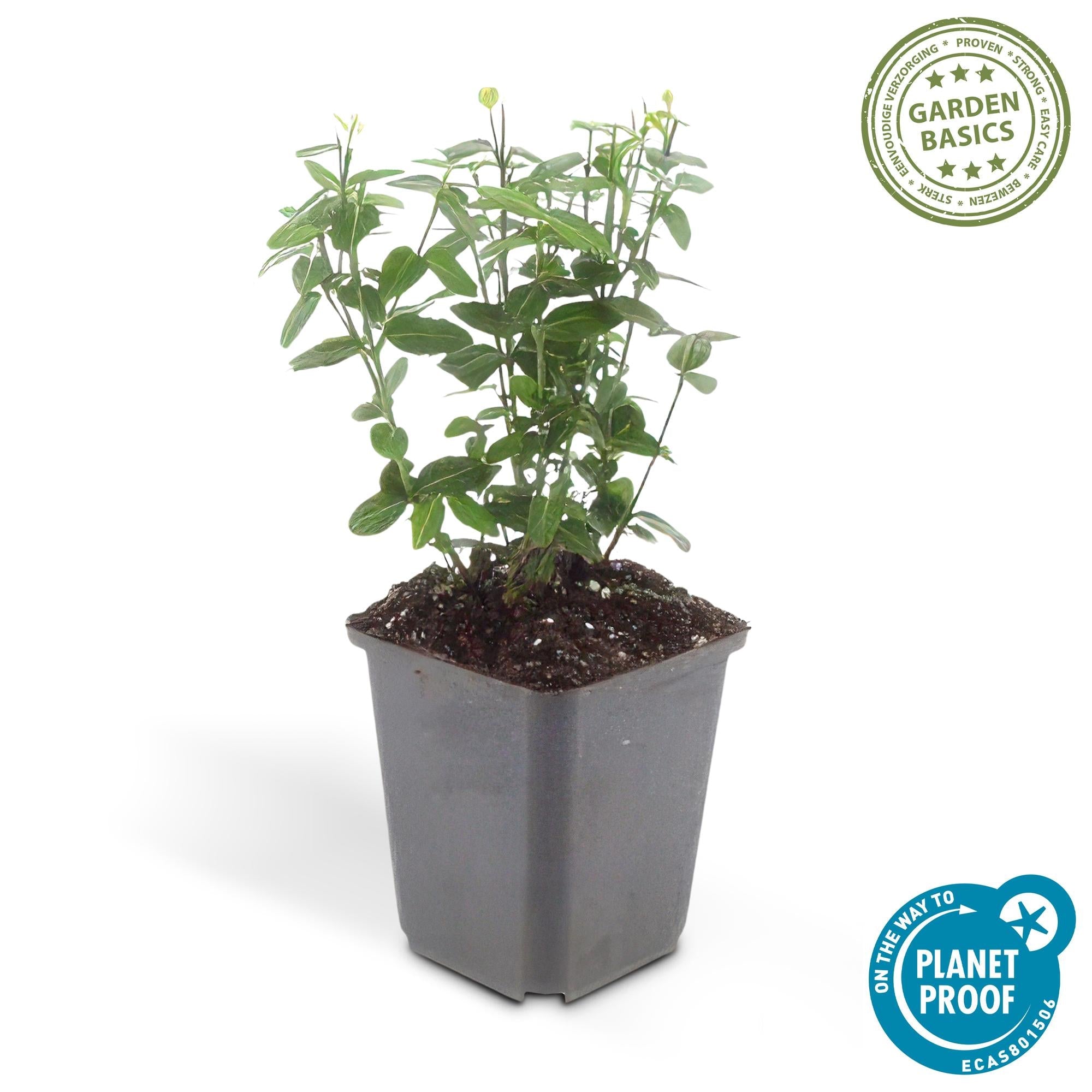 green-guardia-unsere-pflanzen-spindelstrauch-radicans-6-st-ck image 1