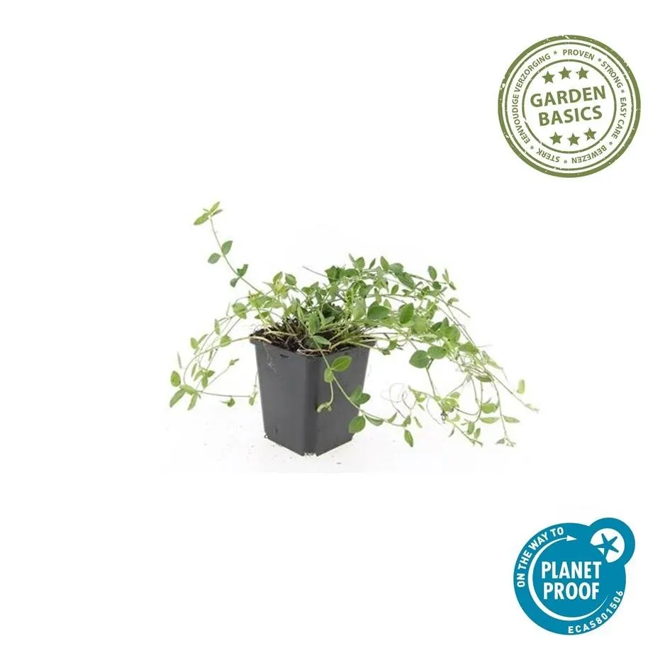 green-guardia-immergr-n-gertrude-jekyll-bodendecker-9cm-wei image 1