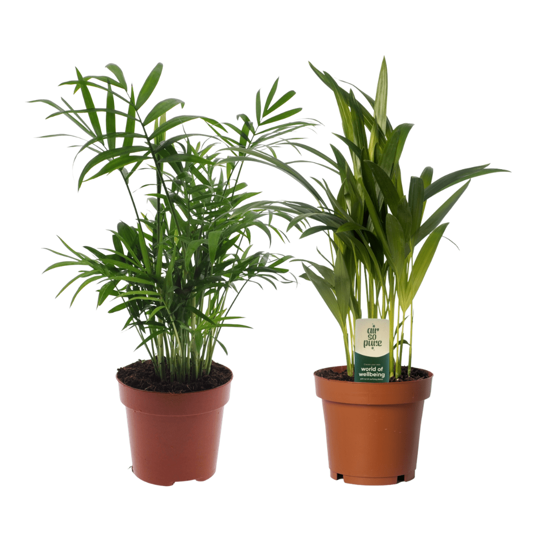 green-guardia-palmen-duo-goldfruchtpalme-bergpalme-40-cm image 1
