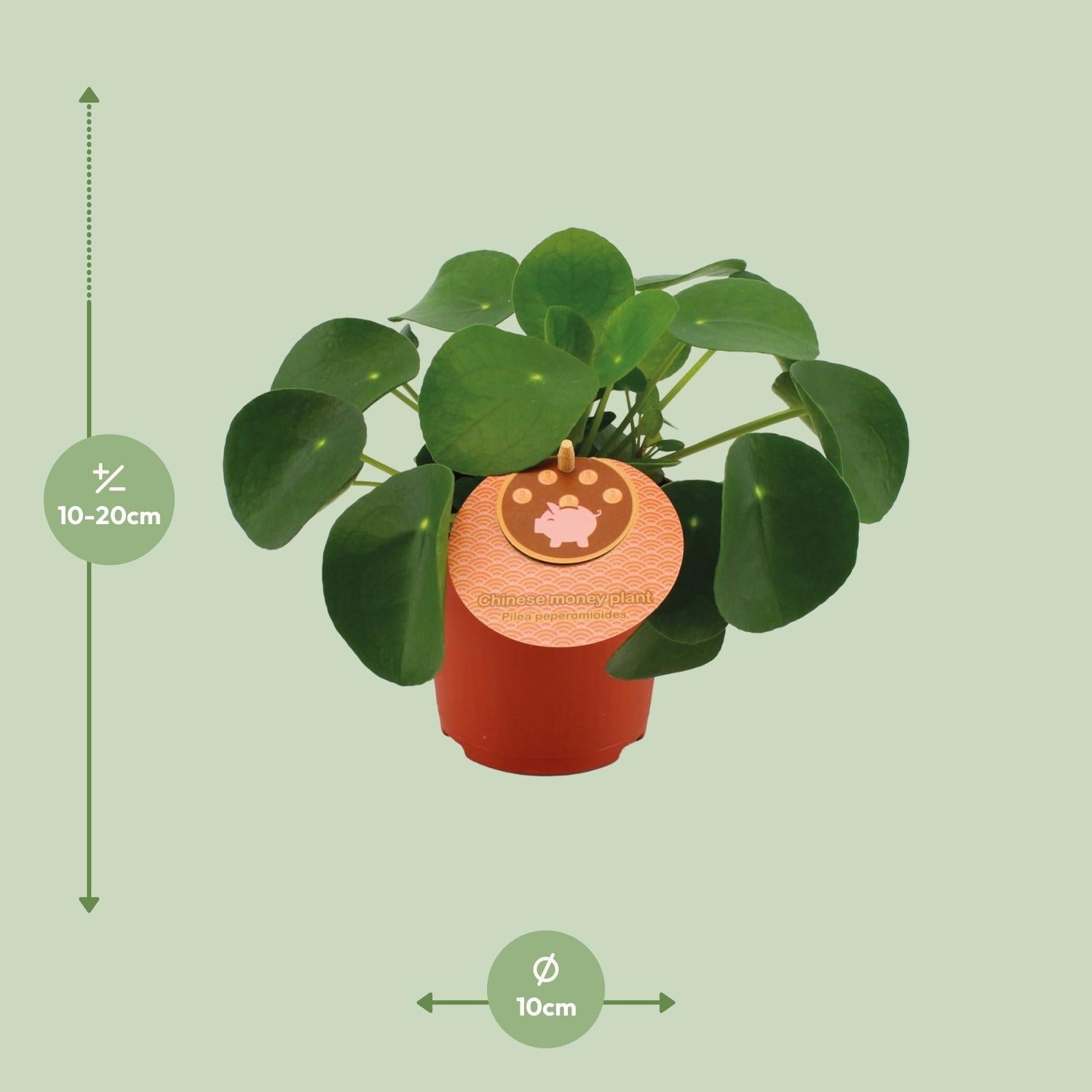 green-guardia-pilea-peperomioides-geldbaum-15-30-cm-topf image 4