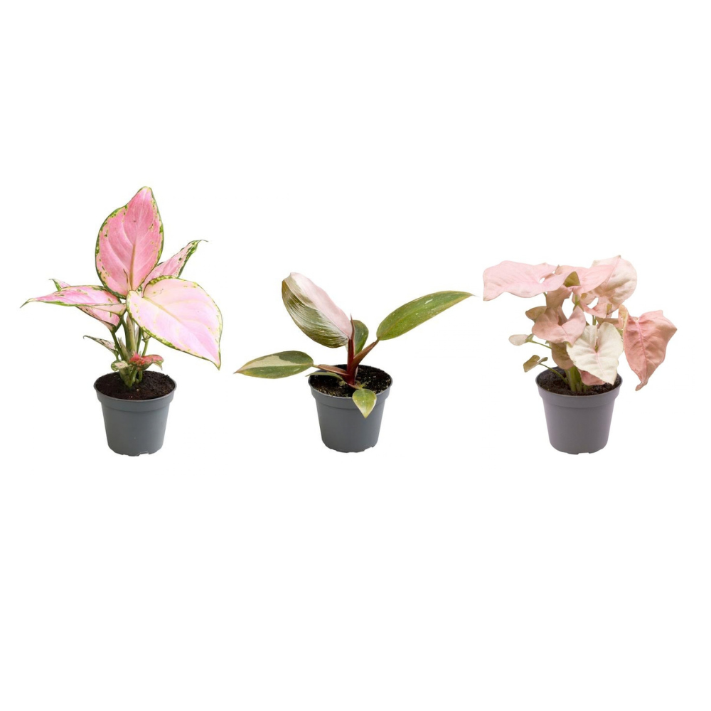 green-guardia-blattschmuck-trio-pink-princess-neon-3-pflanzen image 1