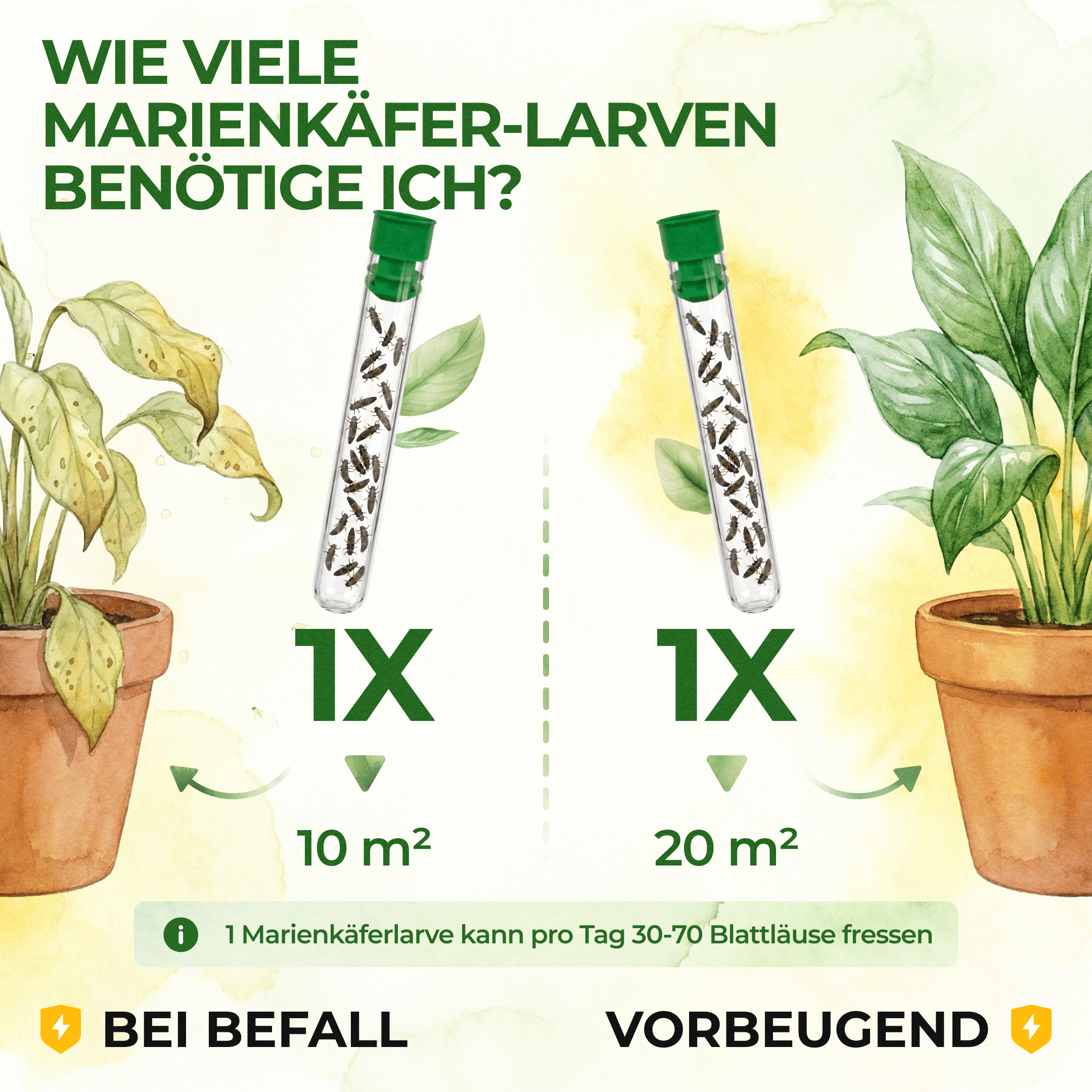 green-guardia-cryptolaemus-larven-25-st-ck-gegen-wolll-use image 3