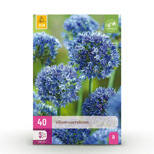 green-guardia-allium-caeruleum-blumenzwiebeln-blau-40-st-ck-xxl image 1