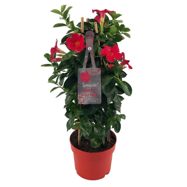 green-guardia-unsere-pflanzen-mandevilla-sundaville-early-scarlet-55cm image 1