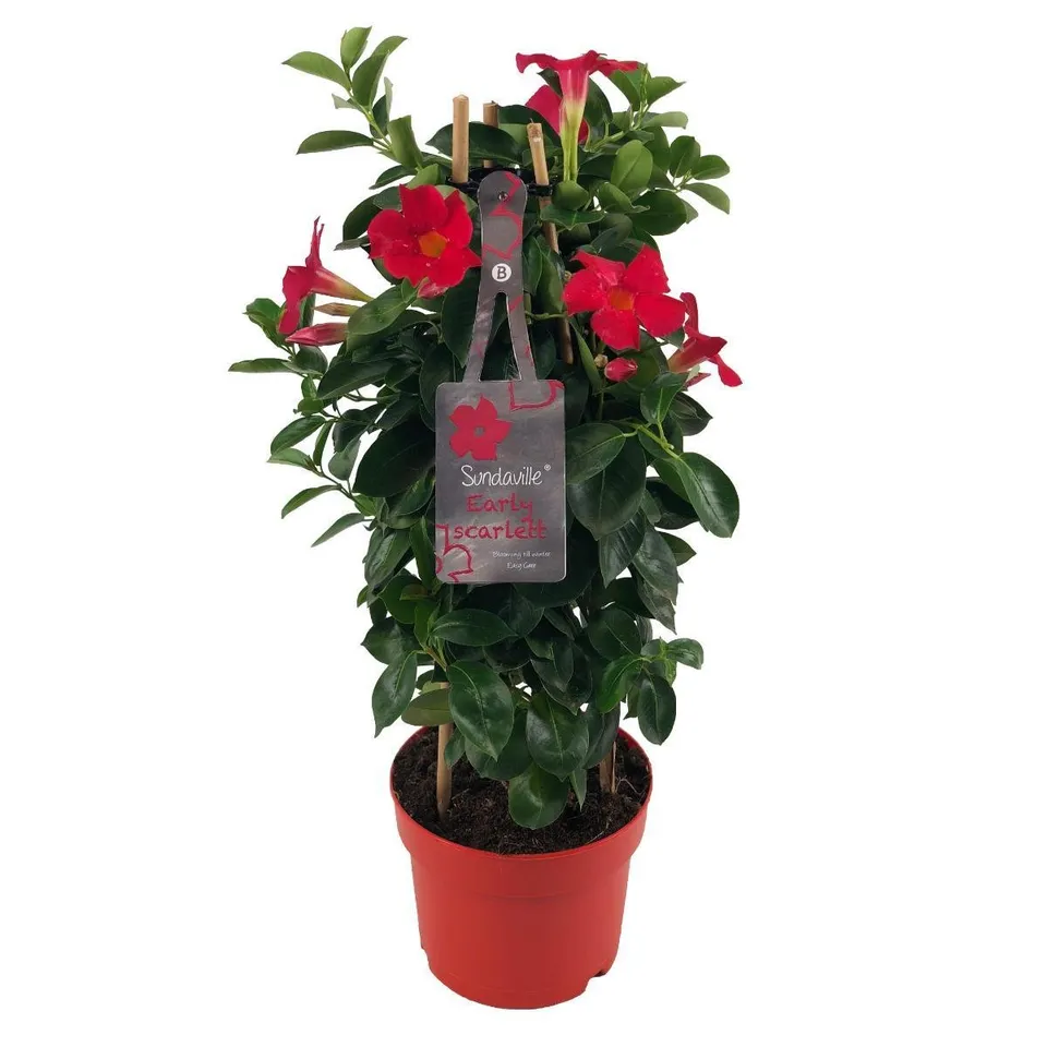 green-guardia-unsere-pflanzen-mandevilla-sundaville-early-scarlet-55cm image 1