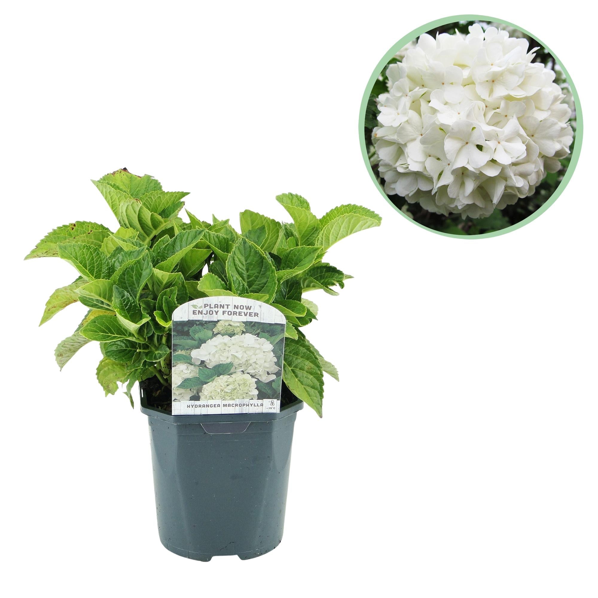 green-guardia-unsere-pflanzen-hydrangea-hortensie-blau-17cm-topf image 4
