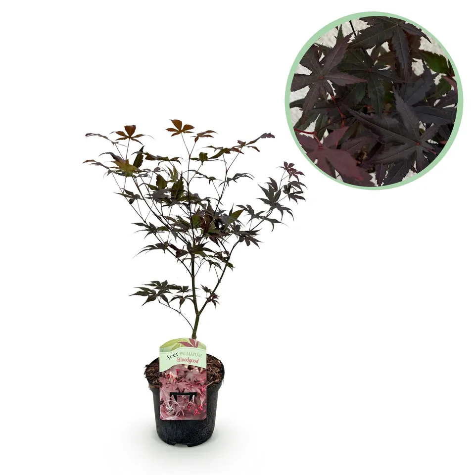 green-guardia-acer-palmatum-bloodgood-ahorn-19cm-topf-70cm image 1