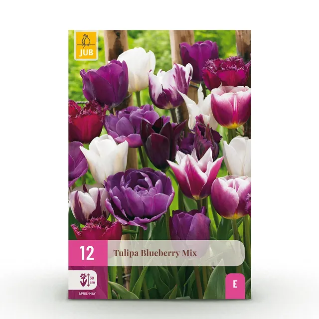 green-guardia-tulpe-blueberry-mix-blumenzwiebeln-12-st-ck image 1