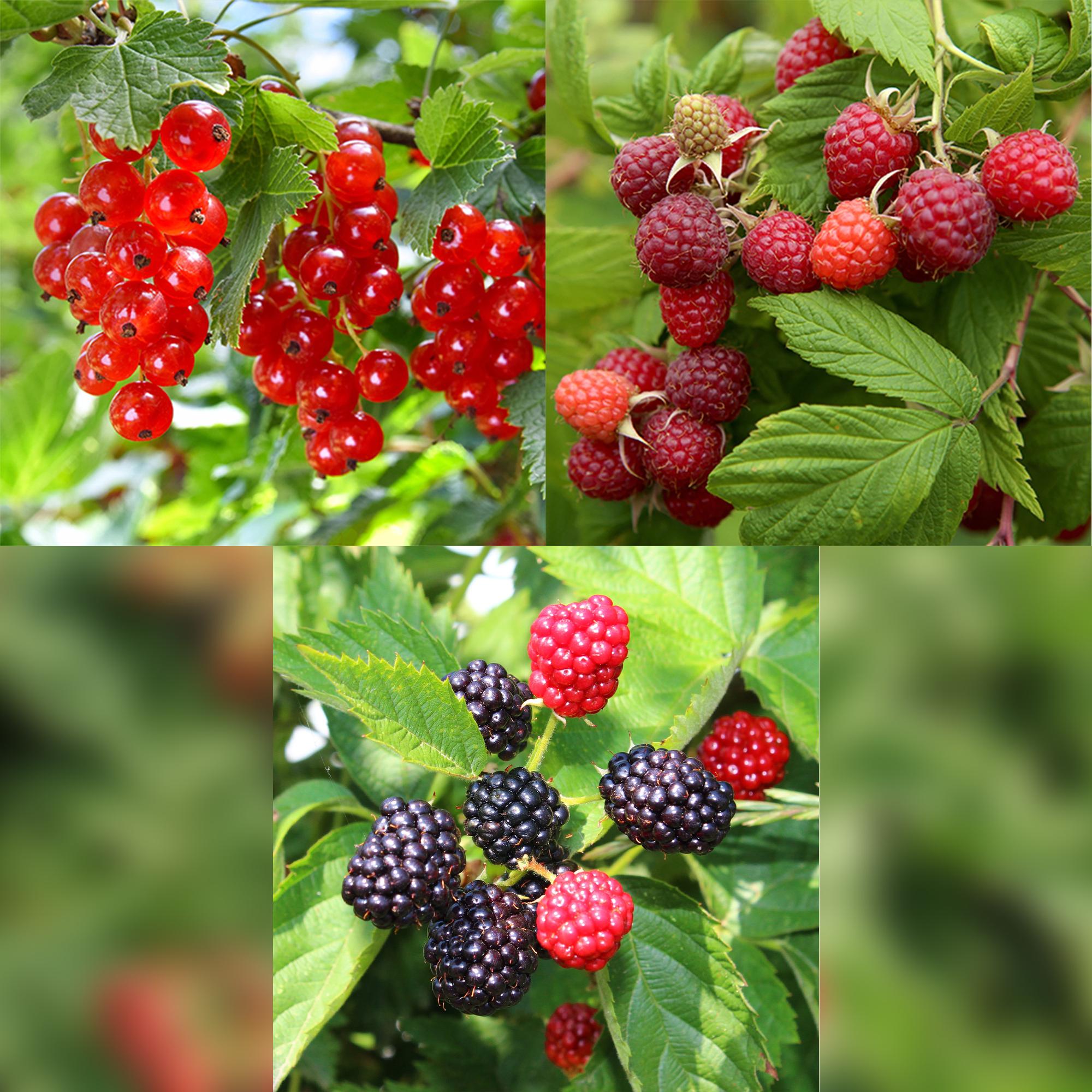 green-guardia-beerenpflanzen-mix-johannisbeere-himbeere-brombeere-3-pflanzen image 4