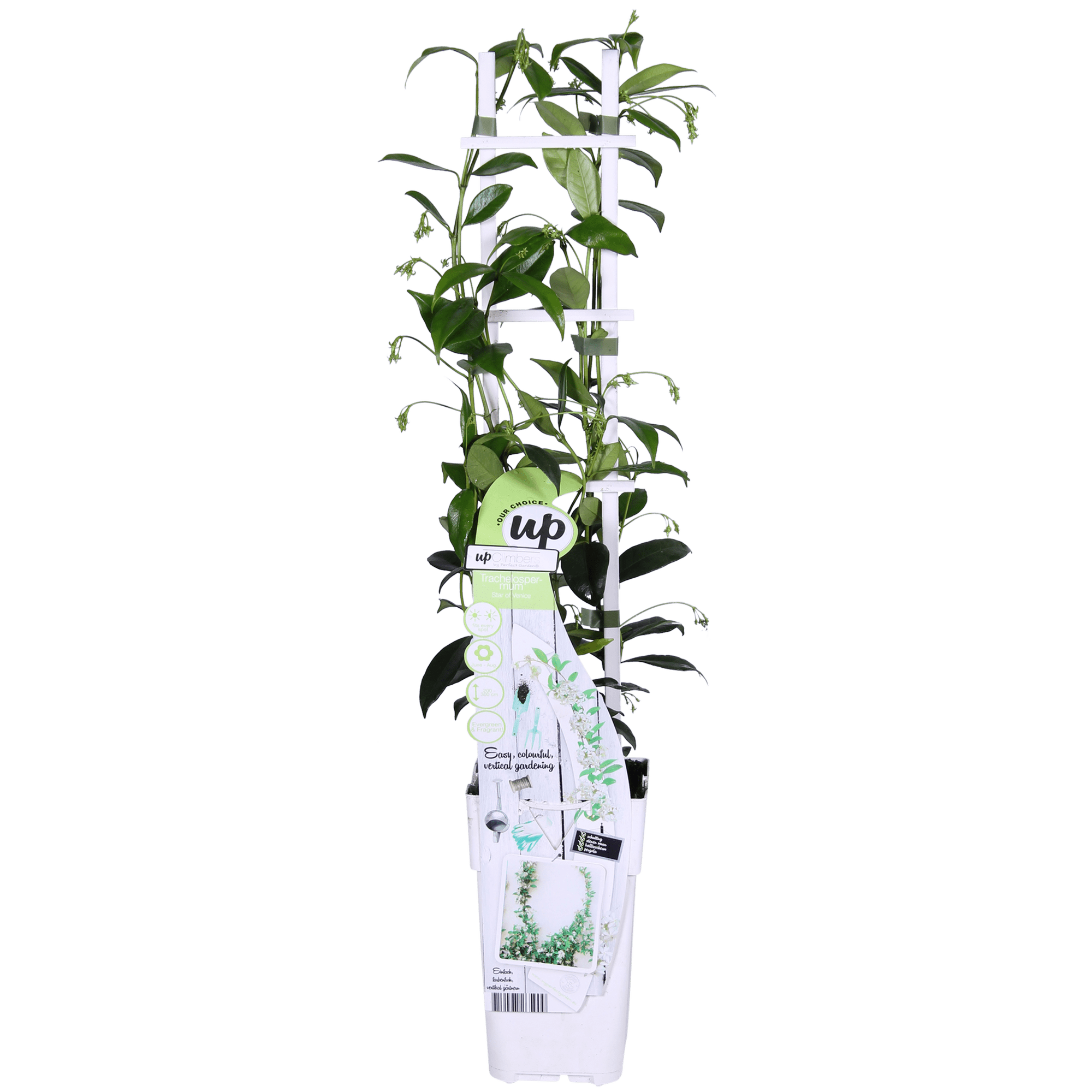 green-guardia-unsere-pflanzen-trachelospermum-star-of-venice-65-cm image 7
