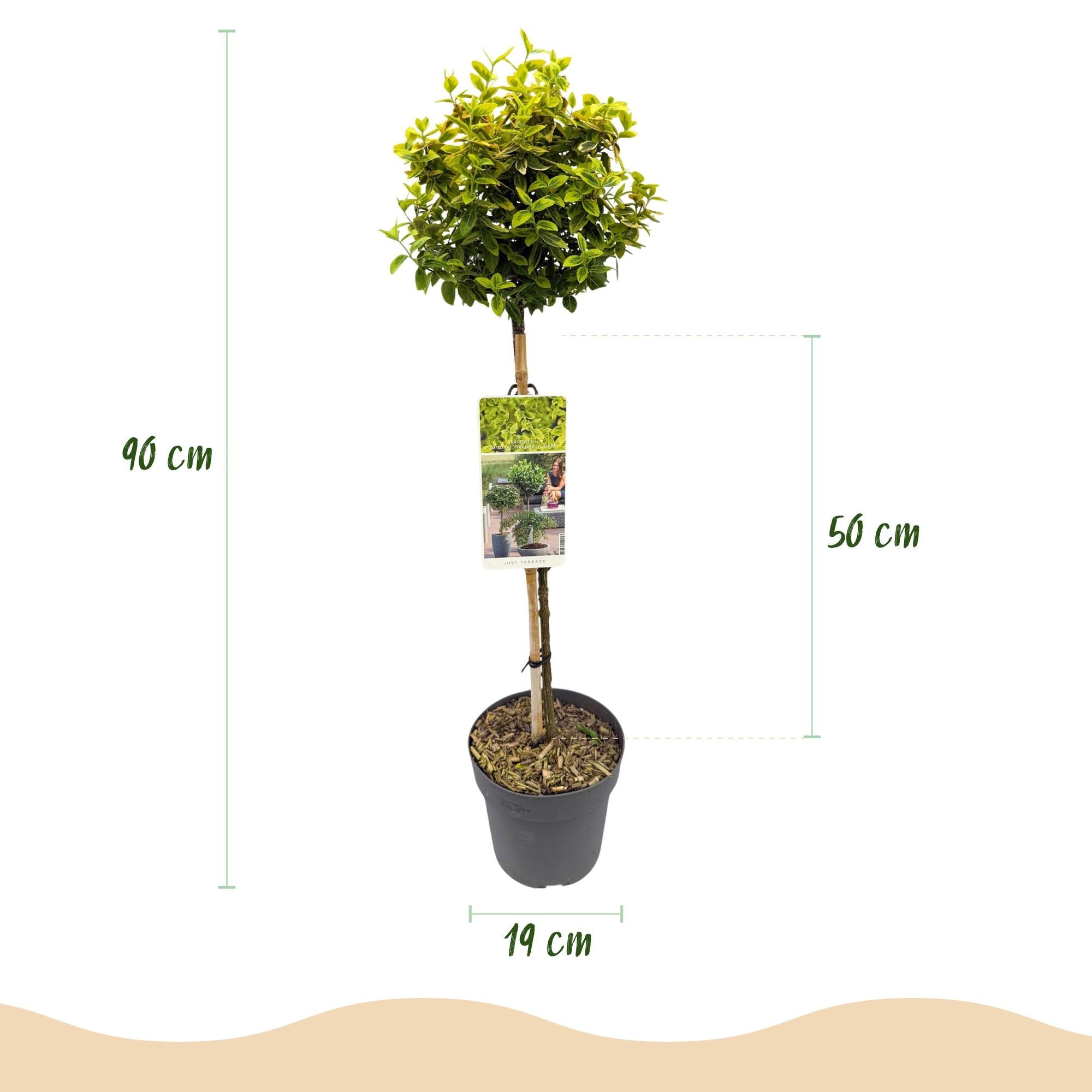 green-guardia-euonymus-emerald-n-gold-stamm-19-cm-topf image 2