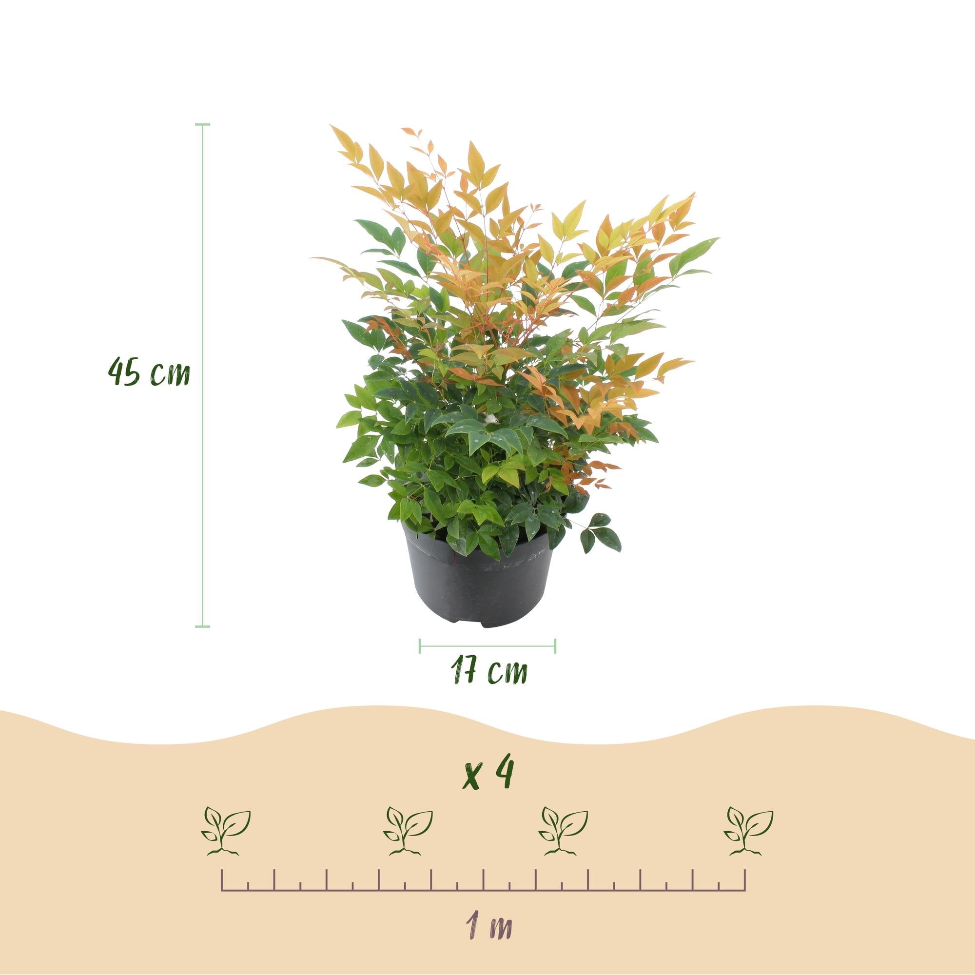 green-guardia-unsere-pflanzen-nandina-gulfstream-zierstrauch-1x image 2