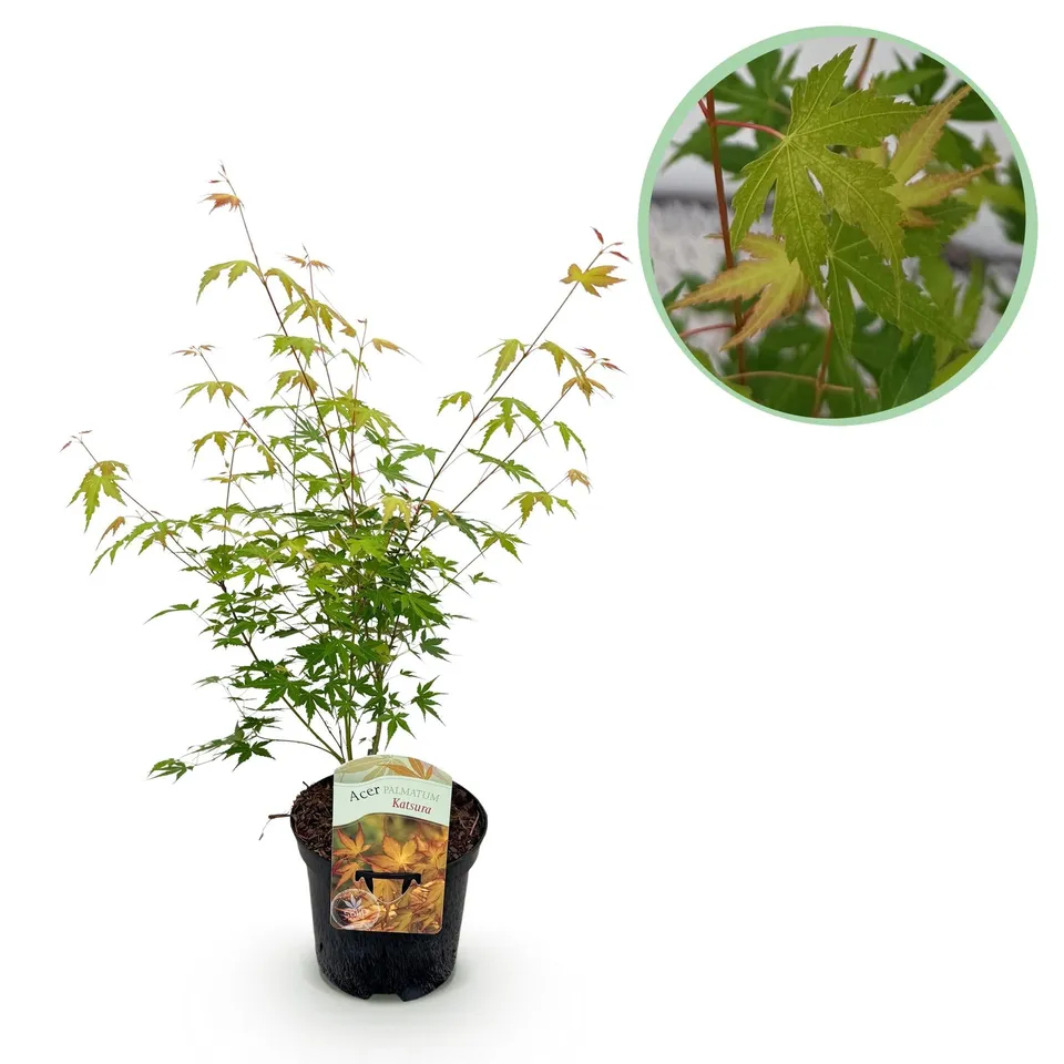 green-guardia-katsura-japanischer-ahorn-70-cm-pflegeleicht image 1