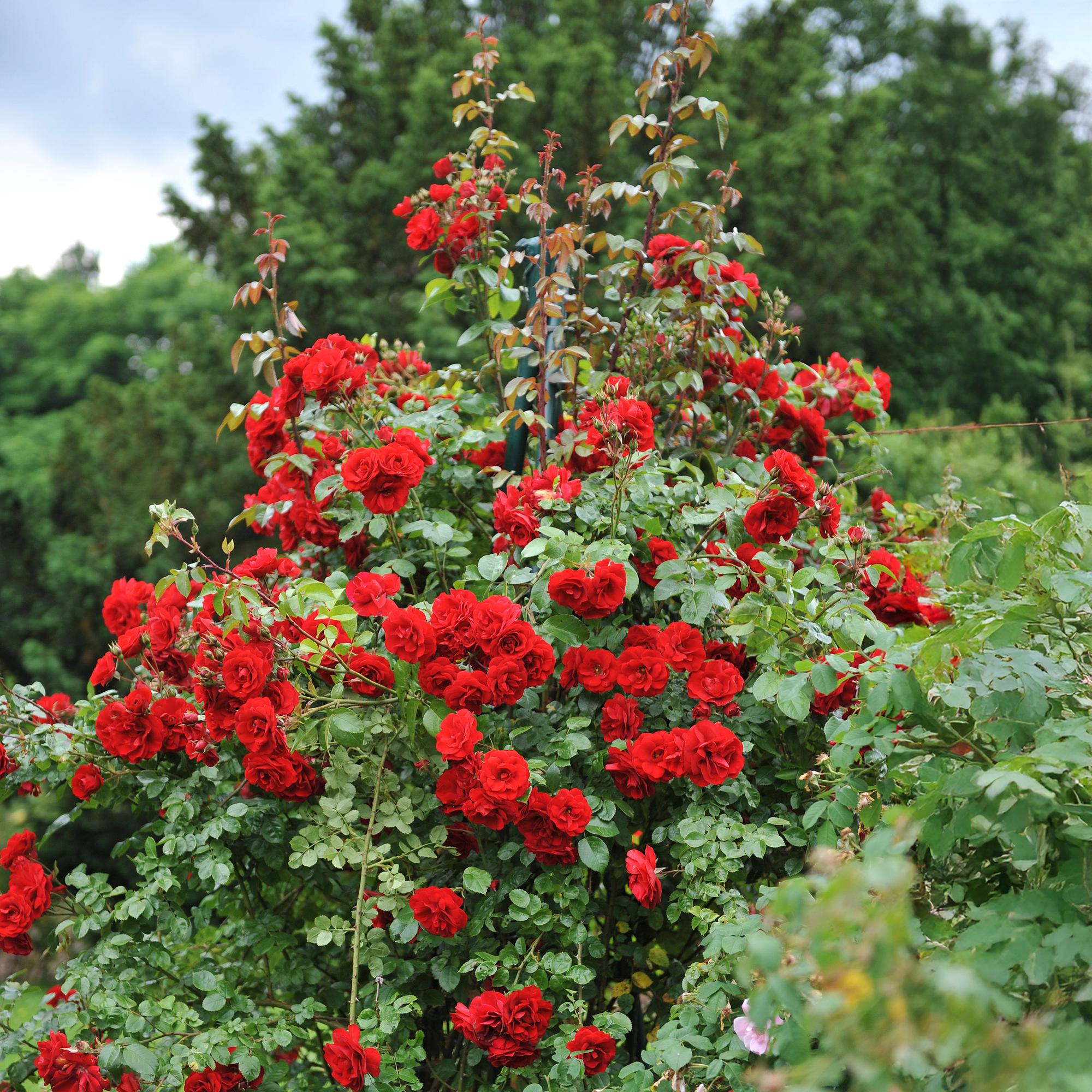 green-guardia-unsere-pflanzen-rosa-red-queen-kletterrose-2-pflanzen-rote-bl-ten image 5