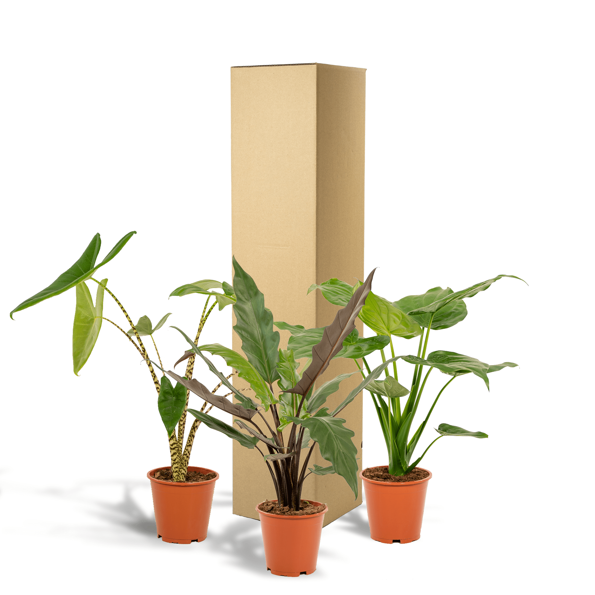 green-guardia-unsere-pflanzen-alocasia-set-3-pflanzen-60-75cm image 5