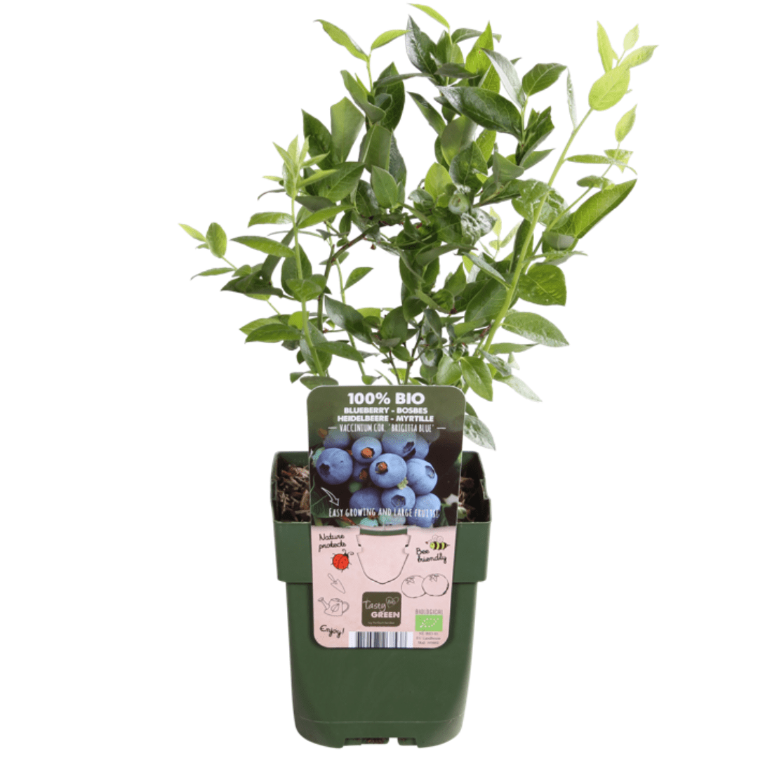 green-guardia-heidelbeerpflanze-bio-beerenstrauch-3-pflanzen-20cm image 1
