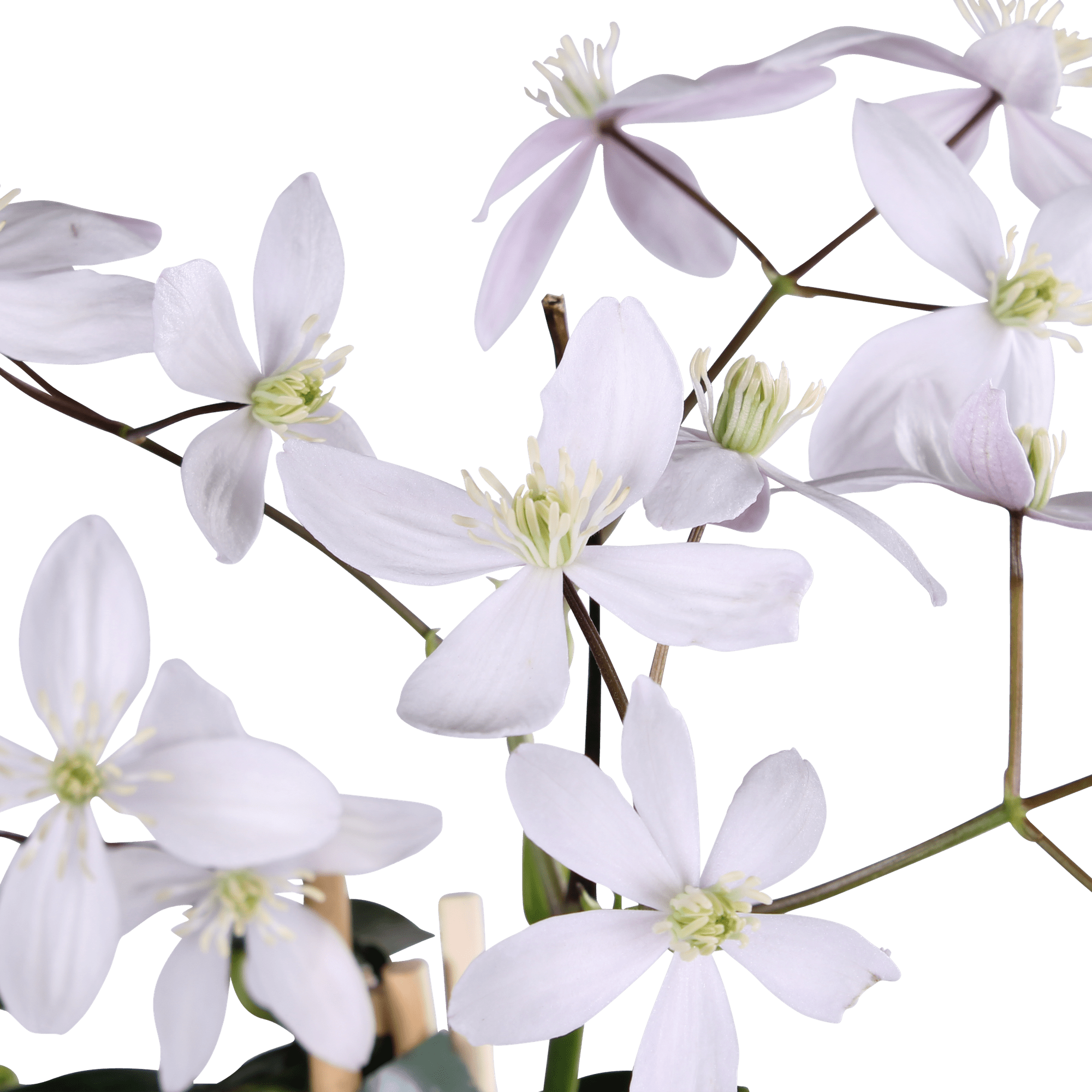 green-guardia-apple-blossom-clematis-15cm-immergr-n-hellrosa image 2