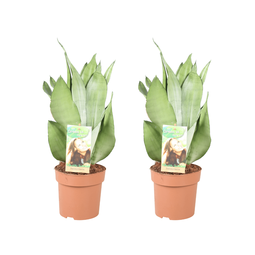 green-guardia-unsere-pflanzen-moonshine-bogenhanf-2-pflanzen-14cm-silbrig image 1
